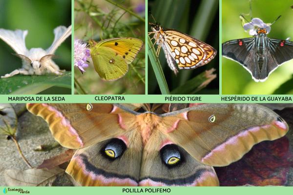 Lepidópteros: qué son, características y ejemplos - Ejemplos de lepidopteros