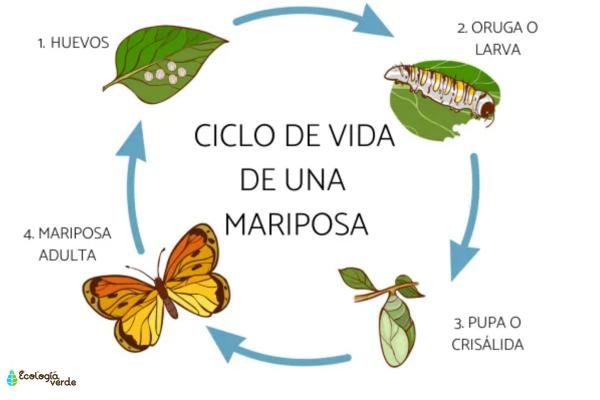 Lepidópteros: qué son, características y ejemplos - Ciclo de vida de los lepidopteros