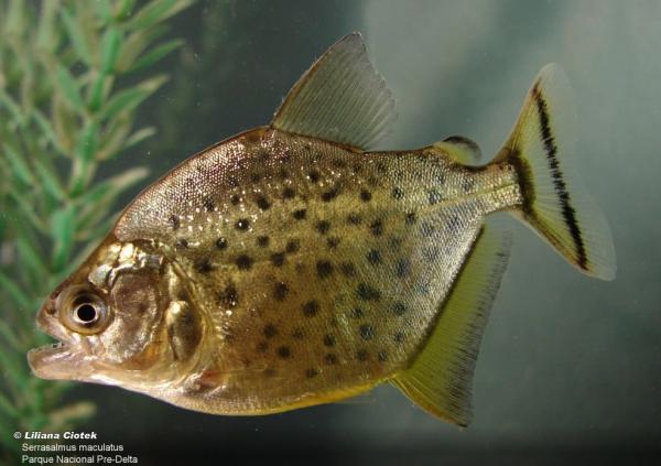 Animales piscívoros: qué son, características y ejemplos - Palometa brava