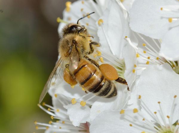 Animales polinizadores: ejemplos y características - Abeja melífera (Apis mellifera)