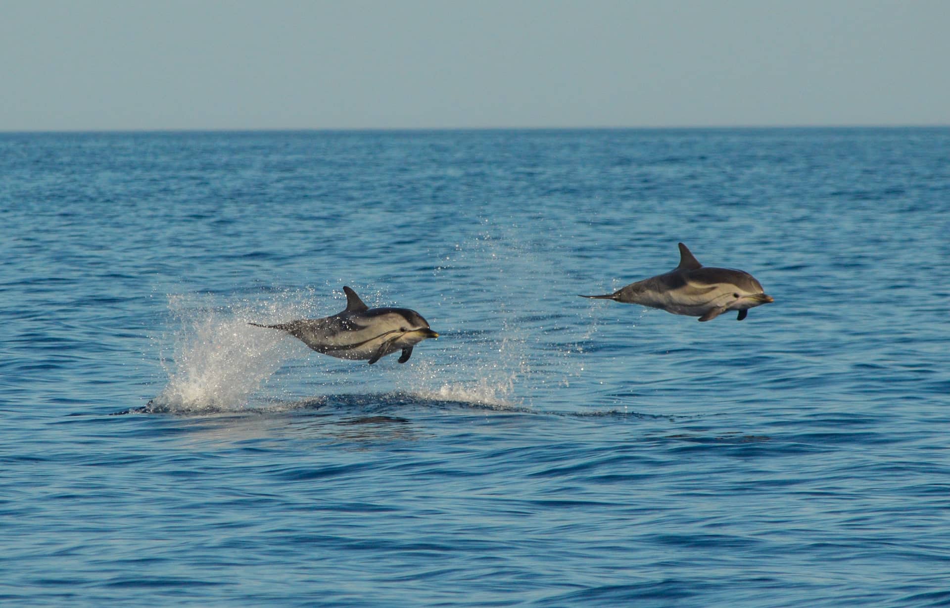 Des dauphins à la portée des chercheurs citoyens