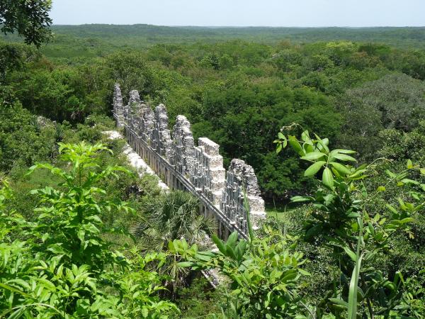 Selva Maya: qué es, características, flora y fauna - Qué es y dónde está la selva Maya