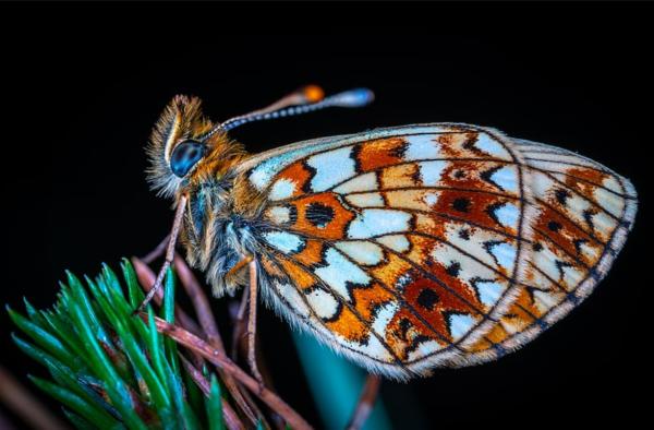 Lepidópteros: qué son, características y ejemplos - Características de los lepidópteros