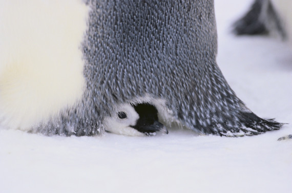 Pinguino imperatore Pinguino imperatore