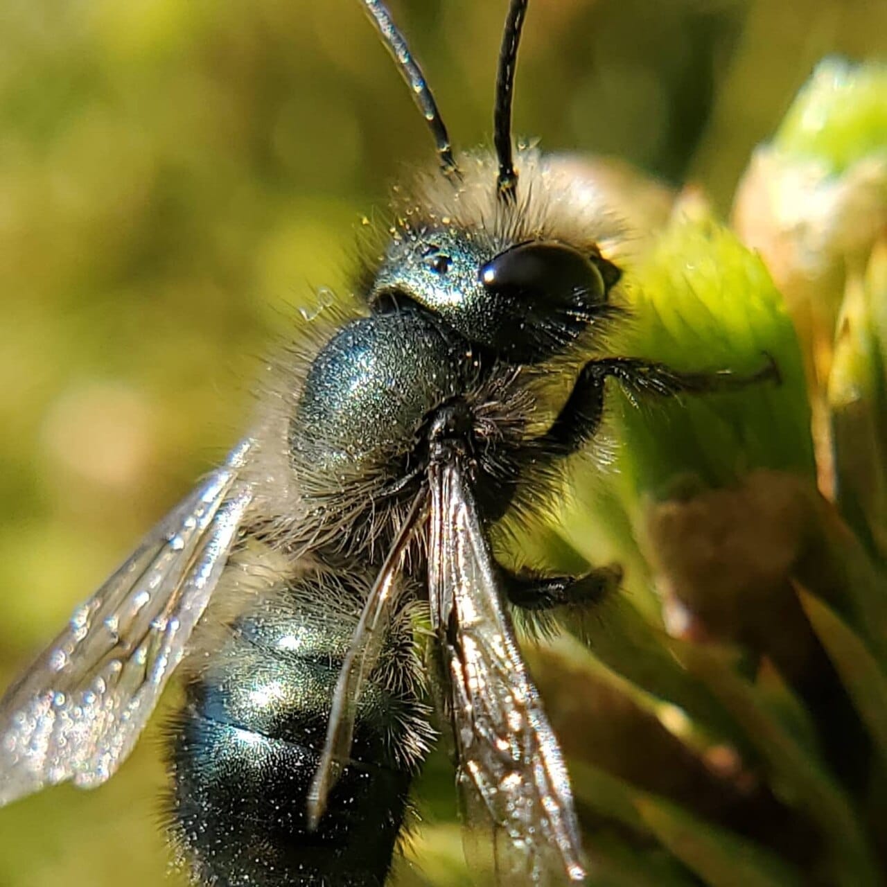 Pas seulement des araignées : découverte scientifique sur la soie produite par les abeilles qui pourrait remplacer le plastique