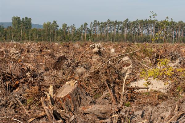 Problemas ambientales en Nicaragua - Deforestación en Nicaragua