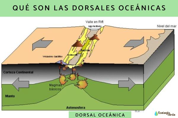 Qué son las dorsales oceánicas - Qué son las dorsales oceánicas y por qué se forman