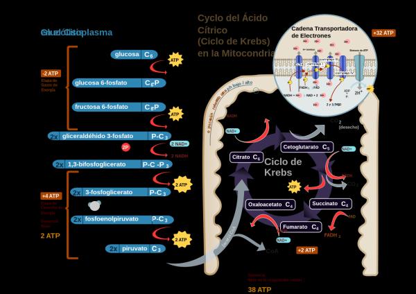 Respiración celular: qué es, etapas y tipos - Qué es la respiración celular