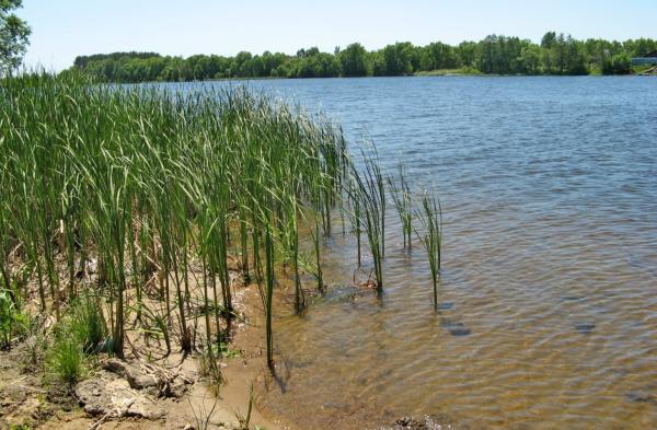 Ribera: qué es, flora y fauna - Qué es una ribera y sus beneficios