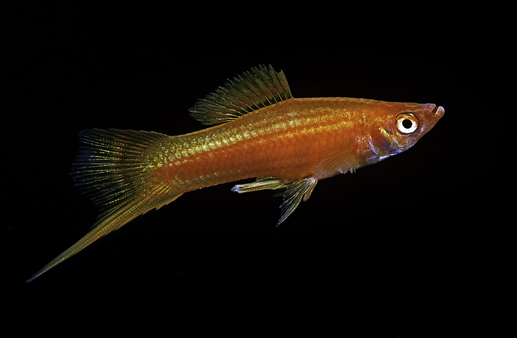 Rivière polluée : les poissons se trompent de partenaire lors de l'accouplement