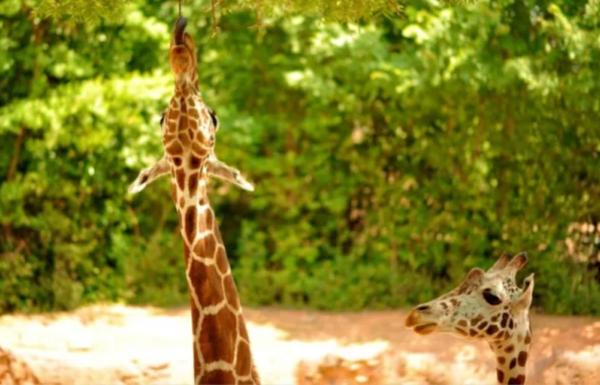 Teoría de Lamarck: qué es, ejemplo e importancia - Qué es la teoría de Lamarck