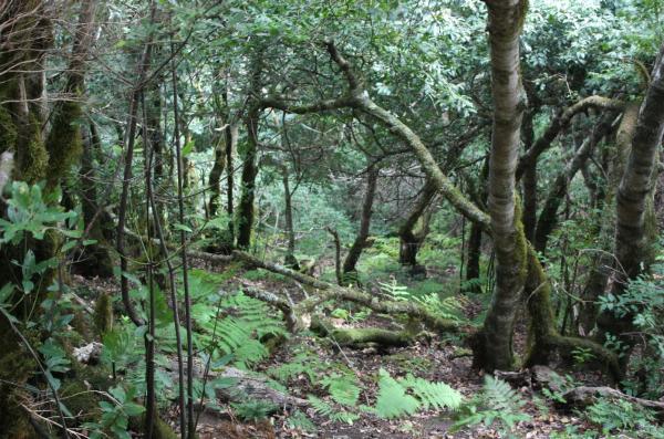 Laurisilva: qué es, características y ejemplos - Flora y fauna de los bosques de laurisilva