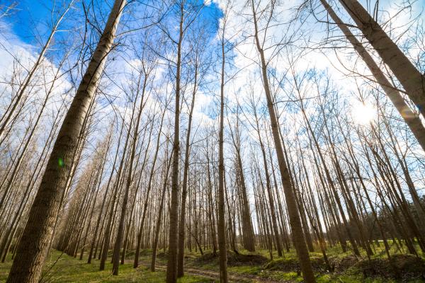 Bosques artificiales: qué son, características, flora y fauna - Características de los bosques artificiales