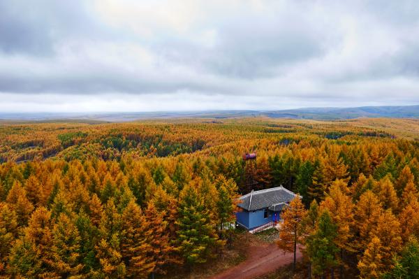 Bosques artificiales: qué son, características, flora y fauna - Ejemplos de bosques artificiales