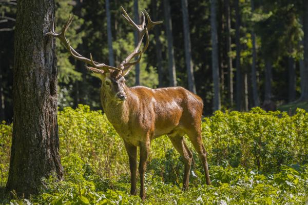 Bosques secundarios: qué son, características, flora y fauna - Flora y fauna de los bosques secundarios