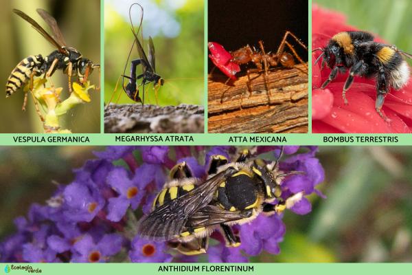 Himenópteros: qué son, características y ejemplos - Ejemplos de himenópteros