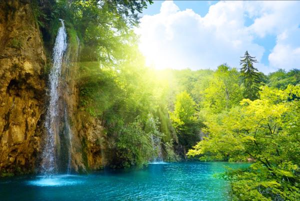 Bosques primarios: qué son, características, flora y fauna - Características de los bosques primarios