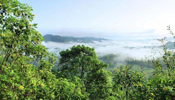 Bosques primarios: qué son, características, flora y fauna - Cómo se forman los bosques primarios