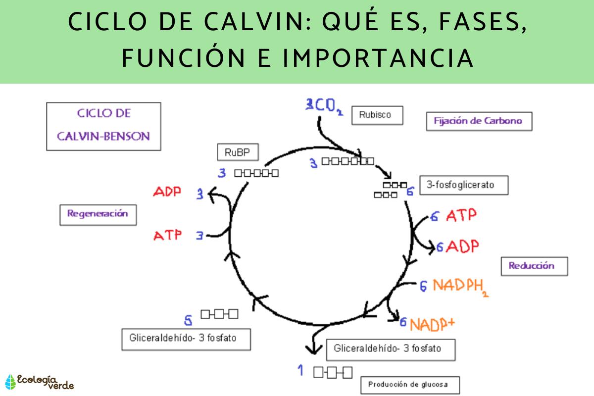 Cycle de Calvin : définition, étapes, rôle et importance