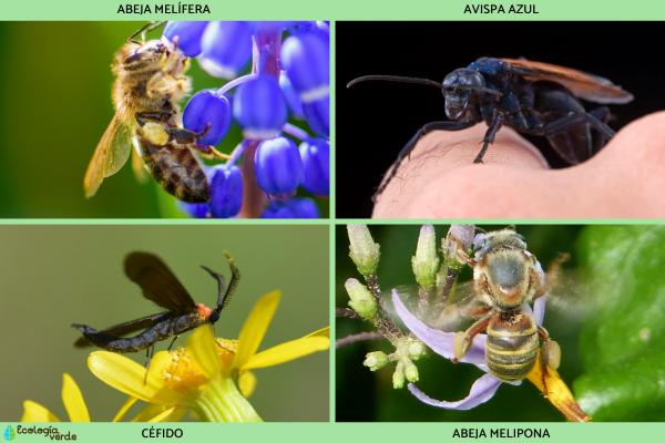 Insectos voladores: tipos y nombres - Insectos voladores himenópteros