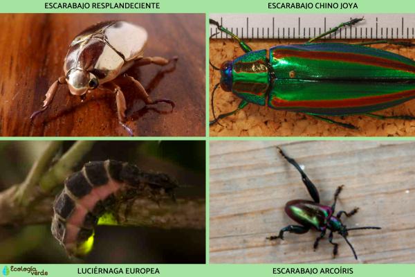 Insectos voladores: tipos y nombres - Insectos voladores coleópteros