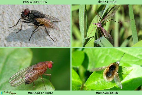 Insectos voladores: tipos y nombres - Insectos voladores dípteros