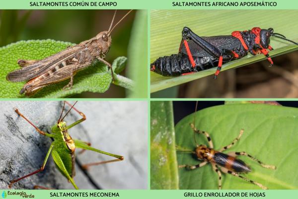 Insectos voladores: tipos y nombres - Insectos voladores ortópteros