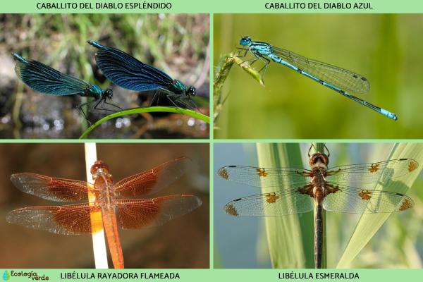 Insectos voladores: tipos y nombres - Insectos voladores odonatos