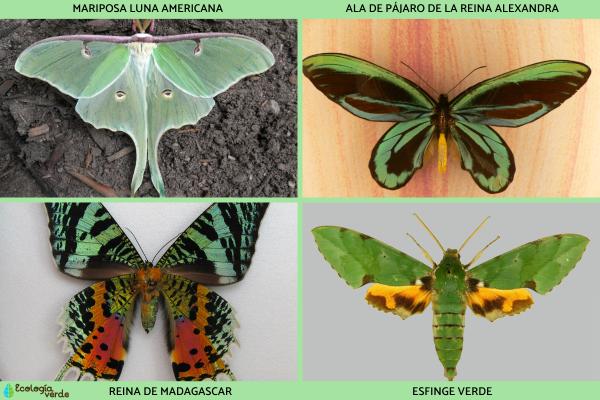 Insectos voladores: tipos y nombres - Insectos voladores lepidópteros