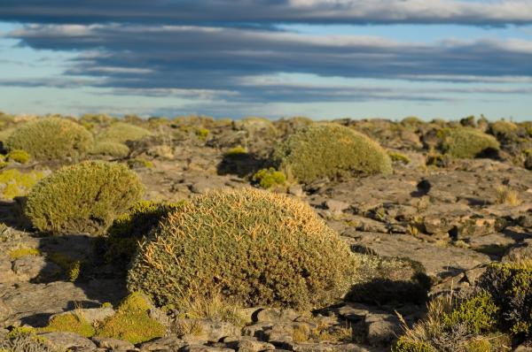 Estepa: qué es, clima, flora y fauna - Flora de la estepa