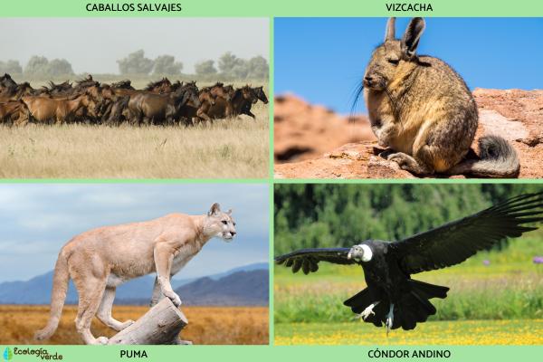 Estepa: qué es, clima, flora y fauna - Fauna de la estepa