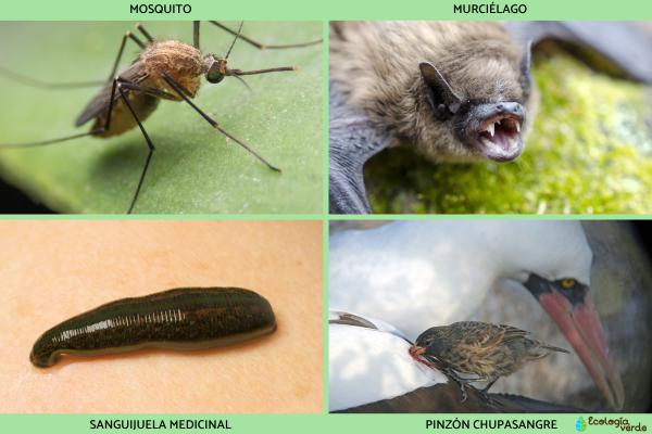 Hematófagos: qué son, características y ejemplos - Ejemplos de animales hematófagos