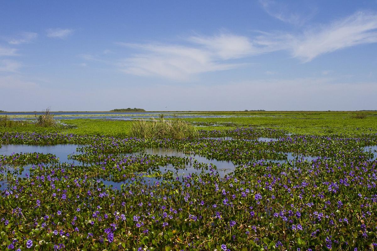 Zones humides en Argentine: biodiversité, parcs et tourisme durable