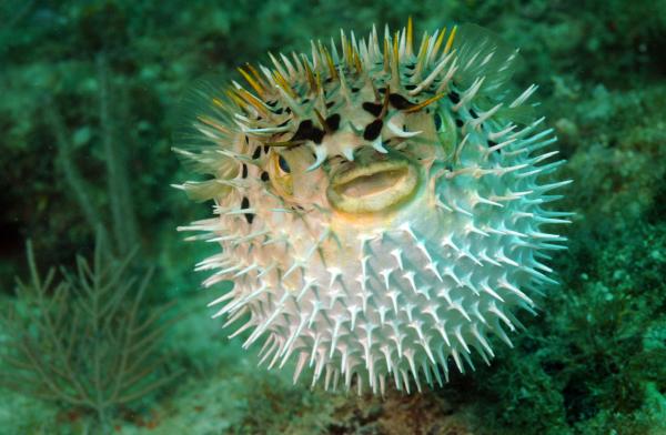 Peces venenosos: tipos e imágenes - Pez globo (familia Tetraodontidae)