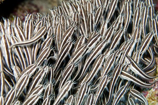 Peces venenosos: tipos e imágenes - Siluro coralino (Plotosus lineatus)