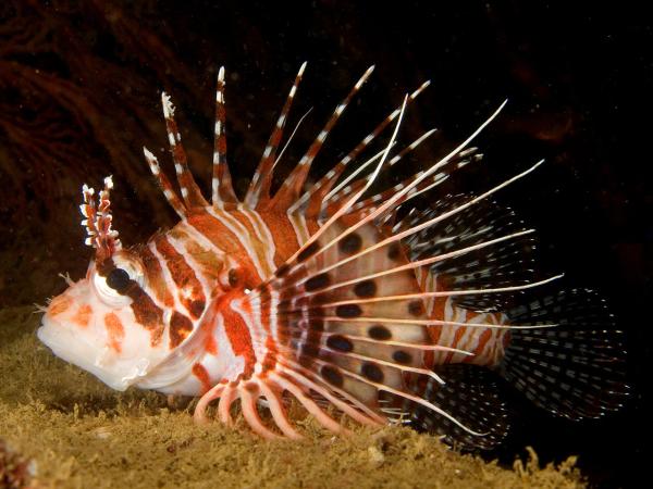 Peces venenosos: tipos e imágenes - Pez león (Pterois antennata)