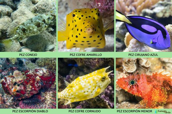 Peces venenosos: tipos e imágenes - Otros peces venenosos