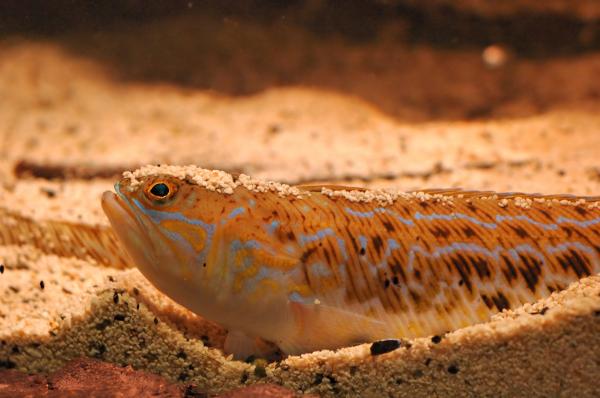 Peces venenosos: tipos e imágenes - Pez escorpión (Trachinus sp.)
