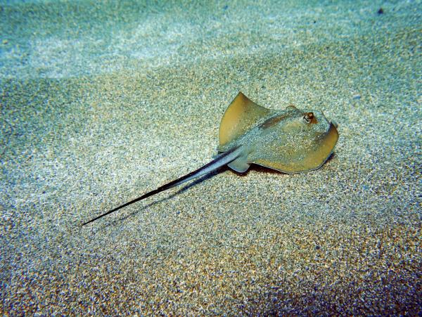 Peces venenosos: tipos e imágenes - Raya látigo común (Dasyatis pastinaca)
