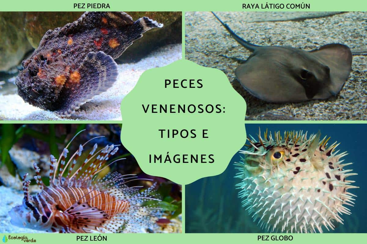 Poissons venimeux : espèces et images