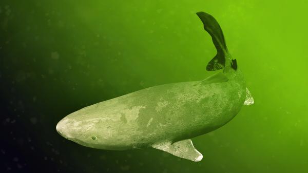 Peces cartilaginosos: caractéristiques y ejemplos - Hábitat des poissons cartilagineux
