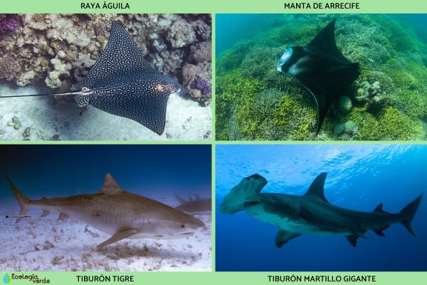 Peces cartilaginosos: caractéristiques et exemples - Exemples de poissons cartilagineux