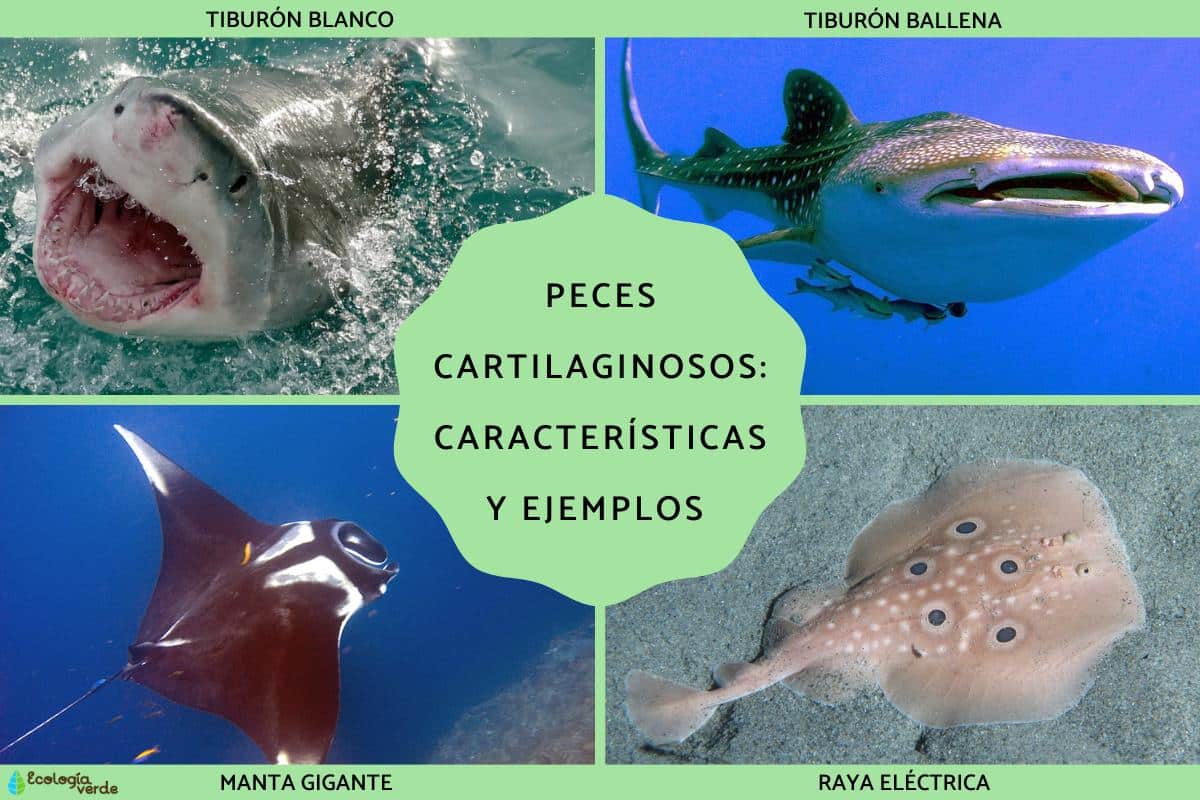 Poissons cartilagineux : caractéristiques et exemples