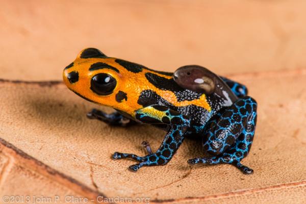 Ranas venenosas: tipos y cómo atacan - Dendrobátido mimético (Ranitomeya imitator)