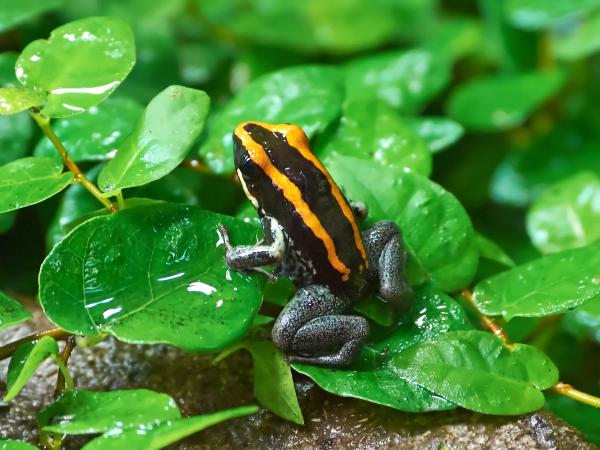 Ranas venenosas: tipos y cómo atacan - Phyllobates vittatus