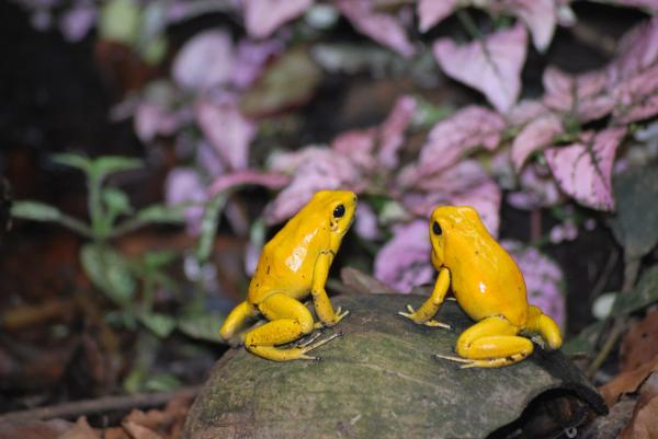 Ranas venenosas: tipos y cómo atacan - Rana venenosa dorada (Phyllobates terribilis)