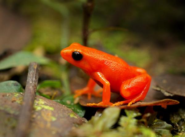 Ranas venenosas: tipos y cómo atacan - Mantella dorada (Mantella aurantiaca)