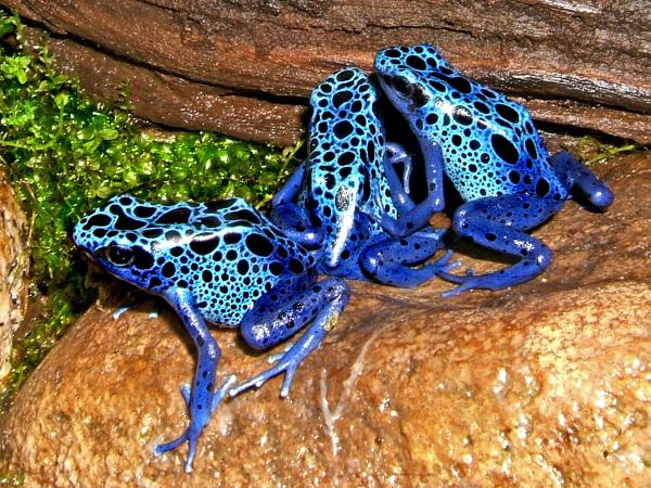 Ranas venenosas: tipos y cómo atacan - Rana flecha azul (Dendrobates azureus)