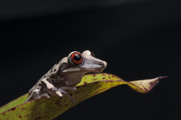 Ranas venenosas: tipos y cómo atacan - Rana arborícola (Aparasphenodon brunoi)