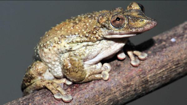 Ranas venenosas: tipos y cómo atacan - Rana arborícola (Corythomantis greeningi)